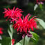 Monarda hybrida Gardenview Scarlet